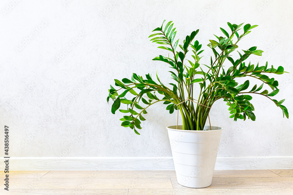 Trendy houseplant Zamioculcas in a white plastic pot on a white wall background. Zamioculcas zamiifolia. Home plant care concept, gardening. Scandinavian eco style in the interior. Copy space.