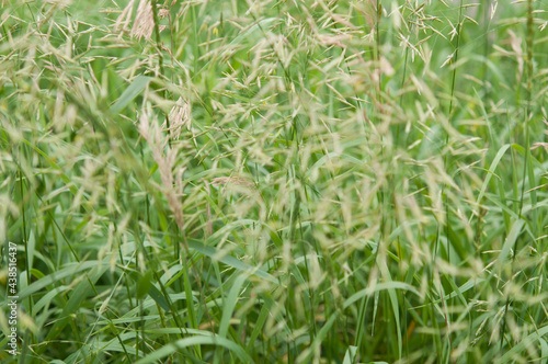 green grass in the wind