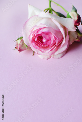 One beautiful pink rose with buds on a pink background. Valentine's Day. Copy space.