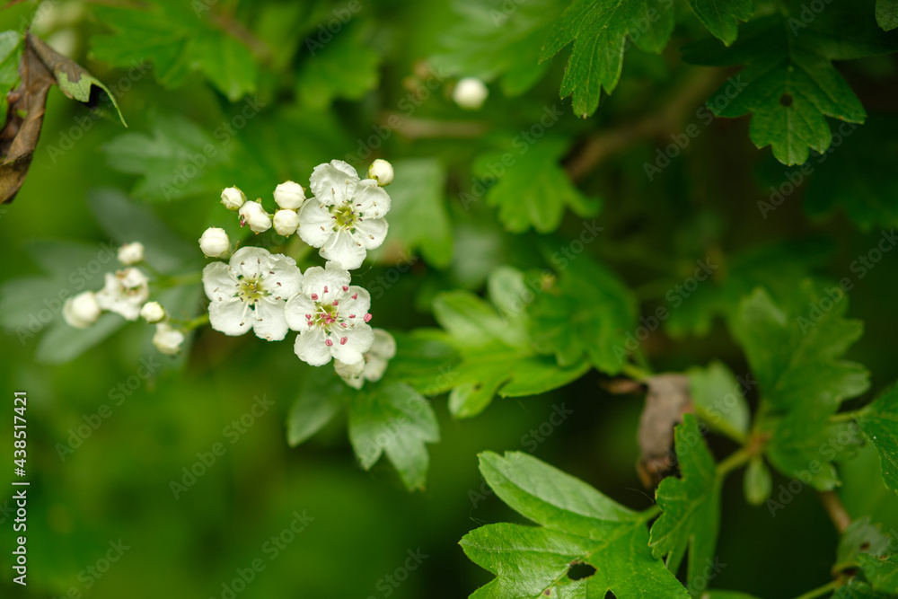 White flowers in the forest White flowers in the forest