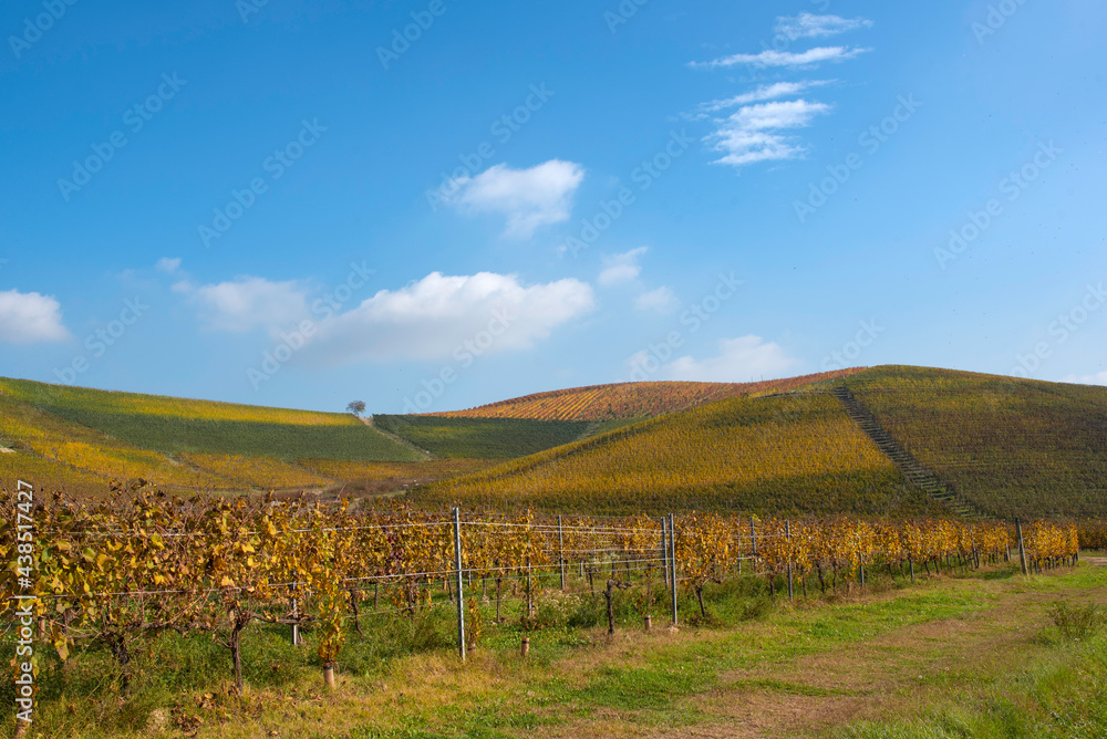 vineyard in autumn in Fontanafredda