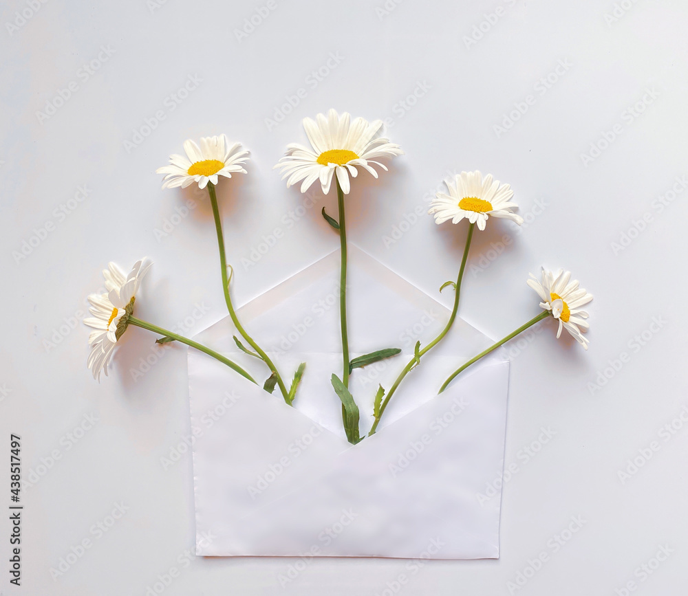 Obraz premium White envelope with white daisies inside on a white background. Template for newsletters and other mail designs.