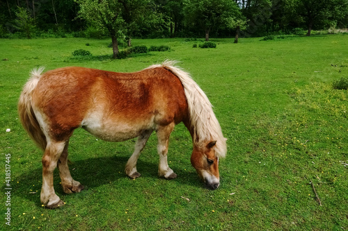 brown horse with white mane stands on a green meadow in the nature