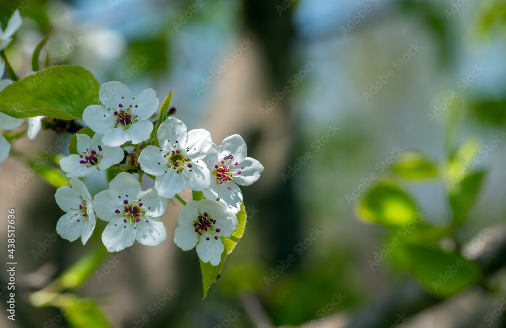 The beautiful dainty ornamental pear tree blossom is a welcome sign of spring in southwest Missouri. Bokeh effect. The beautiful dainty ornamental pear tree blossom is a welcome sign of spring in southwest Missouri. Bokeh effect.