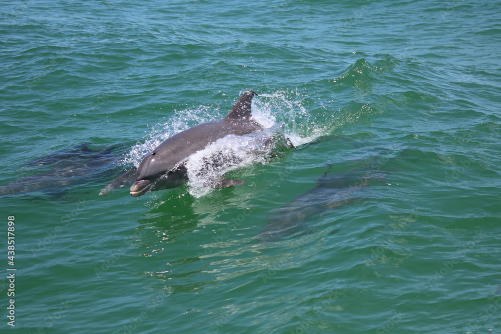 Naklejka premium Dolphin family jumping in open ocean
