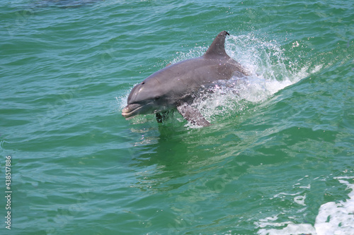 Dolphin family jumping in open ocean