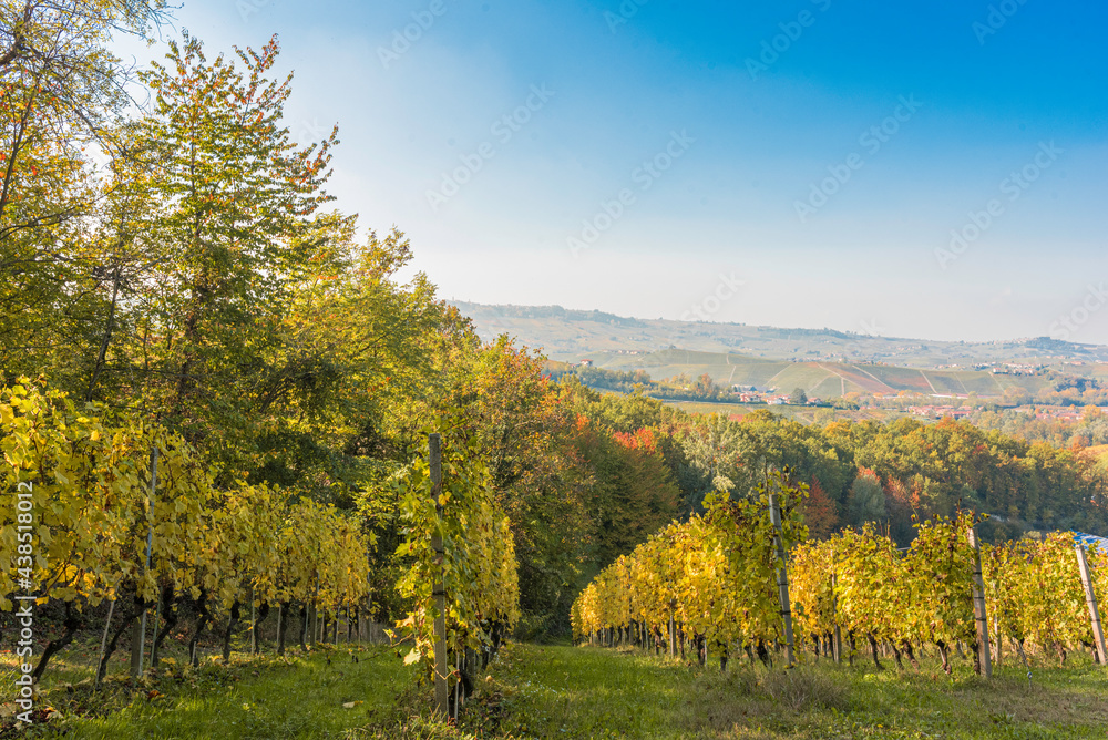 vineyard in autumn