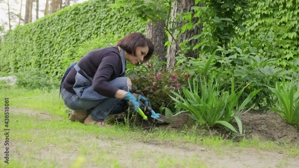 Woman in garden working with plants in flowerbed Woman in garden working with plants in flowerbed