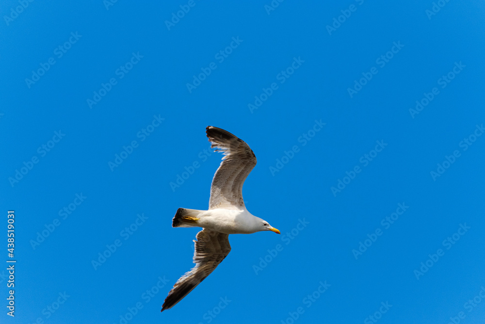 Seagull in flight over blue sky Seagull in flight over blue sky