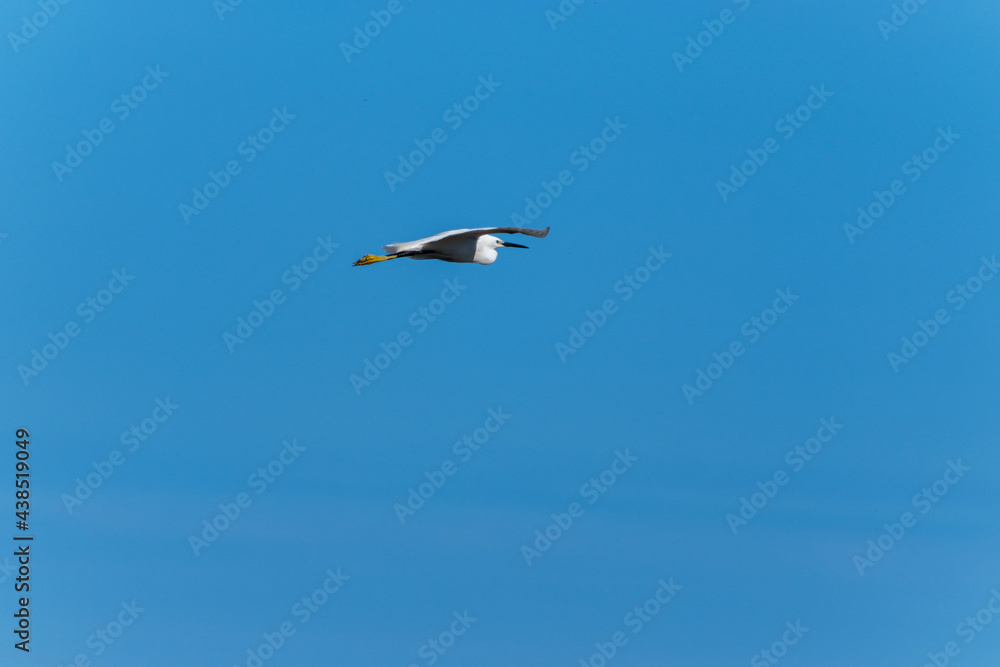 Fototapeta premium Egret in flight on blue sky