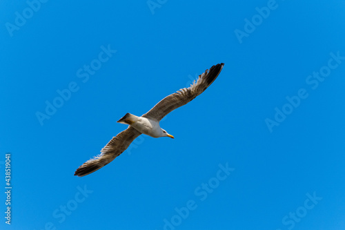 Gull in flight over blue sky