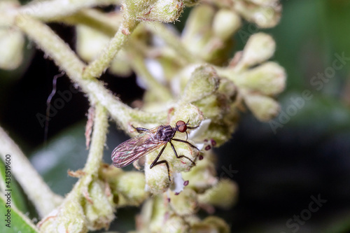 Macro of a gadfly © daniele