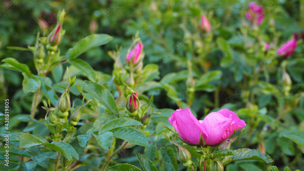 many fuchsia buds grow in the garden side view. pink roses