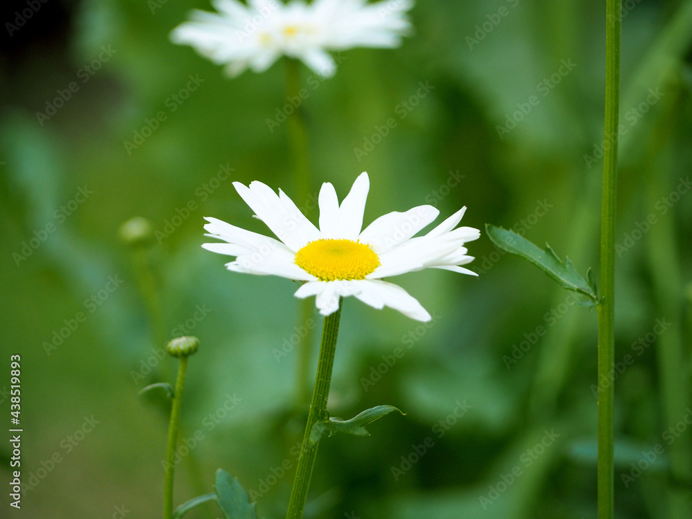 two large chamomile flowers grow in the garden on a blurred green background. side view. White flowers two large chamomile flowers grow in the garden on a blurred green background. side view. White flowers
