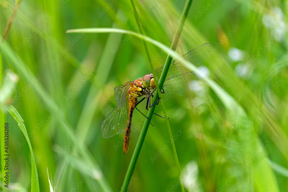 Dragonfly on a green leaf