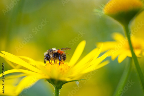 honey_bee_stopover_on_yellow_daisy_flower © Raymond