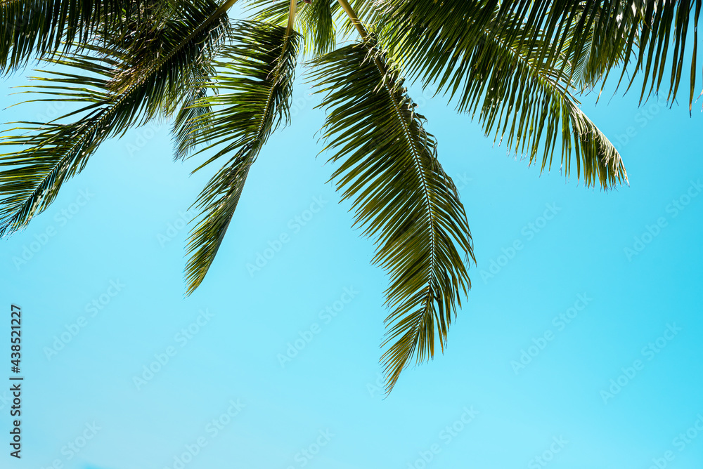 Blue sky with clouds, palm leaves frame. Place for text. Coconut palms, green palm branches against the blue sky
