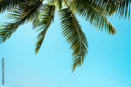 Blue sky with clouds, palm leaves frame. Place for text. Coconut palms, green palm branches against the blue sky © Nataliia