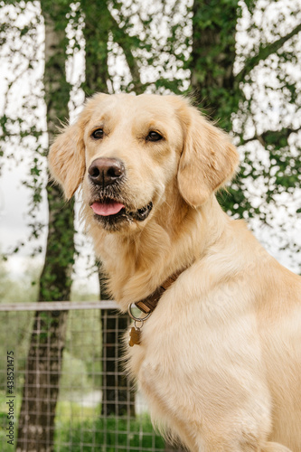 dog breed golden retriever sitting and showing tongue