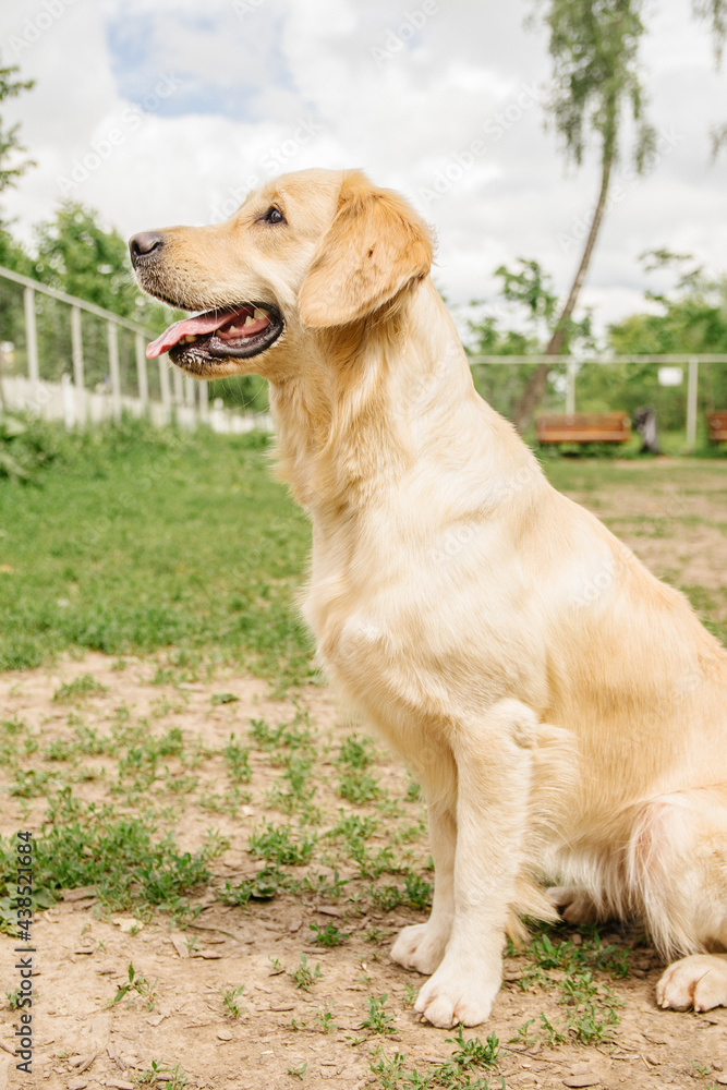 Golden Retriever dog performs the command to sit on the dog walking area Golden Retriever dog performs the command to sit on the dog walking area