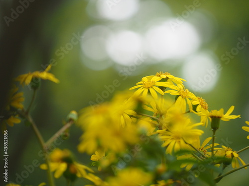 ツワブキの花