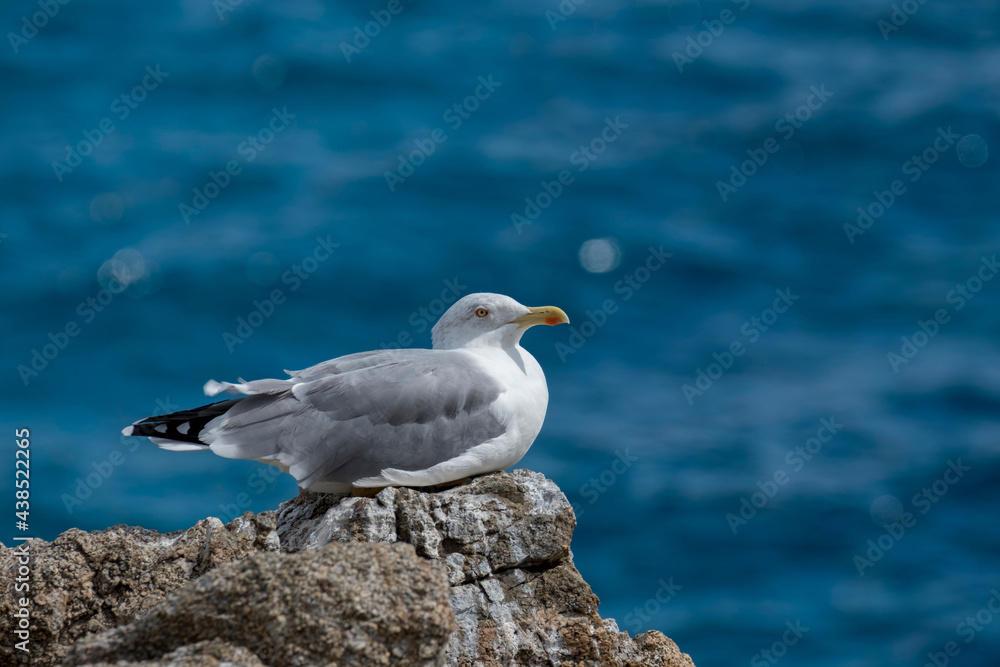 Fototapeta premium Seagull resting on cliff at blurred sea background.