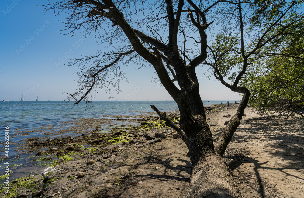 dead tree on the baltic sea