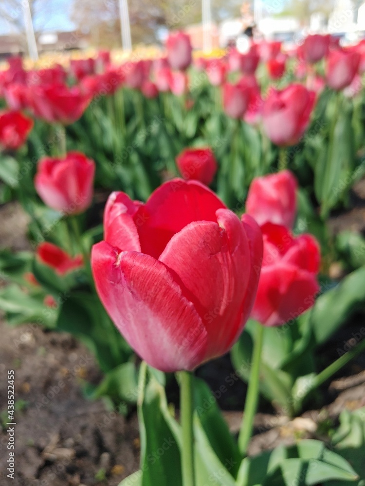 Tulip time