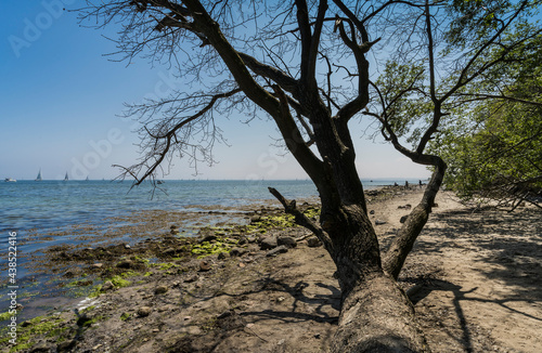 dead tree on the baltic sea