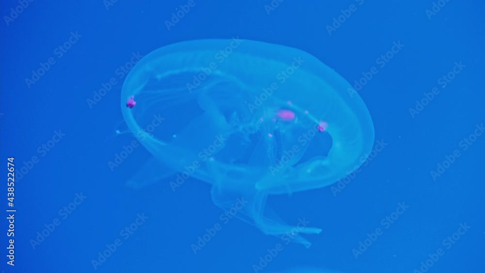 Closeup of Moon jellyfish floating in an aquarium pool. Aurelia aurita in deep blue ocean. Closeup of Moon jellyfish floating in an aquarium pool. Aurelia aurita in deep blue ocean.
