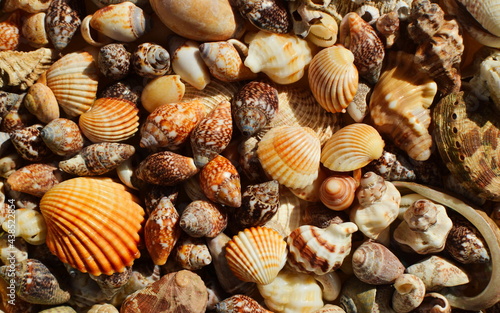 A bunch of small sea shells