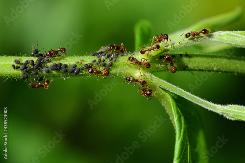 Obraz na plátne Close up of lots of black aphids hanging from a green stem, cared for by ants