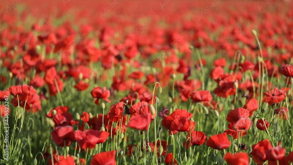 red field. Red flowers background. Life. Nature. red field. Red flowers background. Life. Nature.