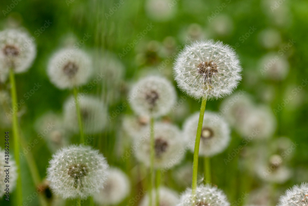 Dandelion growing in the meadow. A plant whose seeds are carried by the wind. Dandelion growing in the meadow. A plant whose seeds are carried by the wind.