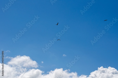 Birds flying in the sky over Qinghai lake in summer