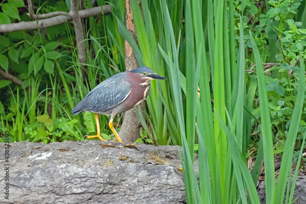 Fototapeta premium Green Heron walking on a rock in summer in Canada