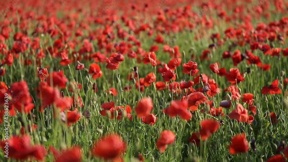 field of red poppies. Background. Red flowers. field of red poppies. Background. Red flowers.