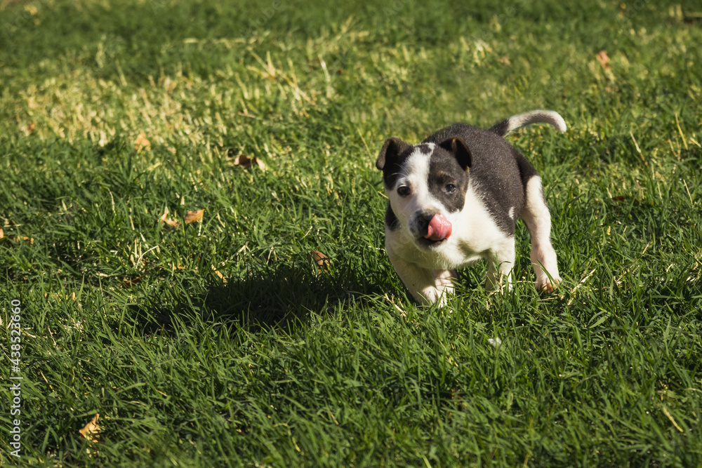 Dog playing with leaves in the garden
Dog playing with leaves in the garden