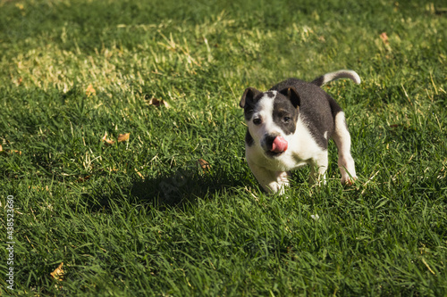 
Dog playing with leaves in the garden