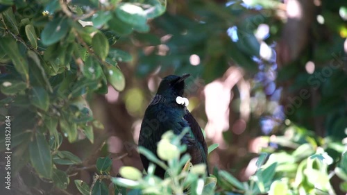 Tui Bird in a tree in New Zealand singing with audio