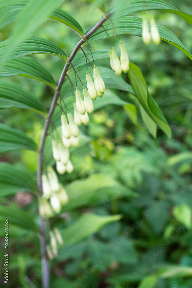 Obraz premium アマドコロ