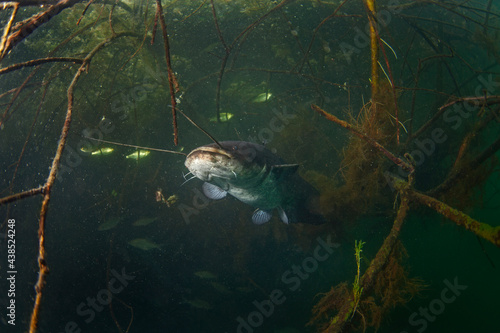 Obraz na płótnie Catfish hiding among branches