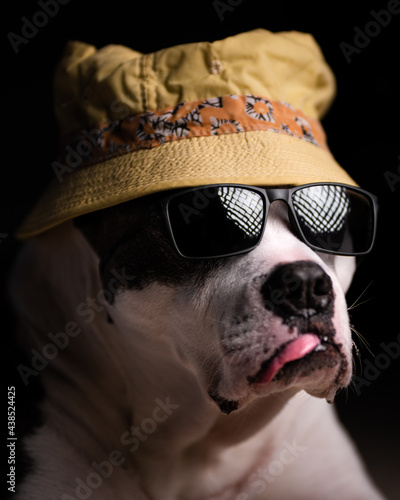 An American Staffordshire Terrier is ready to go fishing at the beach in his sunglasses and yellow fishing hat © James