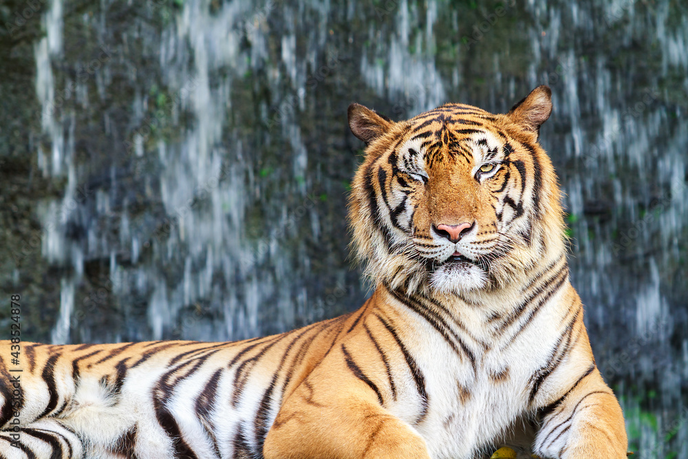 Fototapeta premium Siberian Tiger staring at camera with one half closed eye.