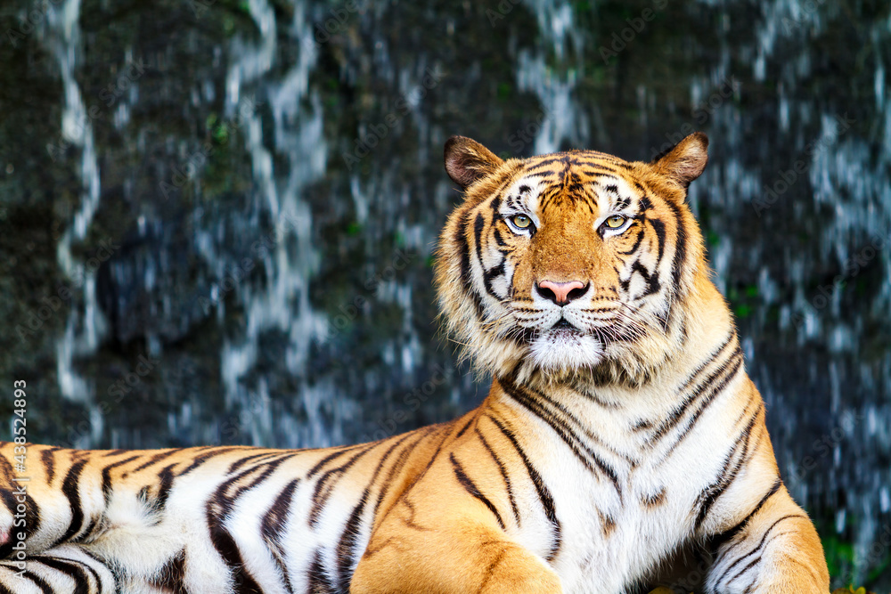 Fototapeta premium Bengal tiger staring at the camera.