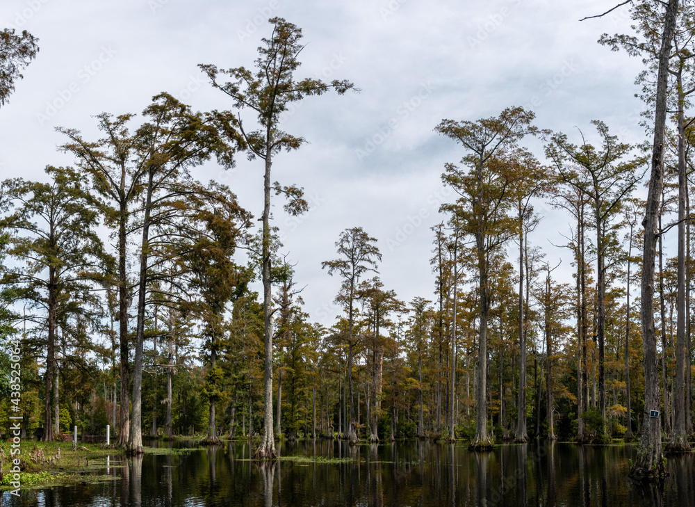 Obraz premium A panoramic view of cyprus gardens in Moncks Corner, South Carolina