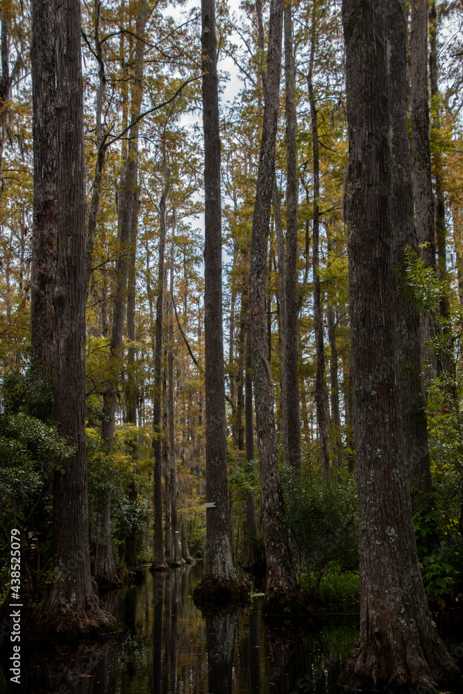 A panoramic view of cyprus gardens in Moncks Corner, South Carolina