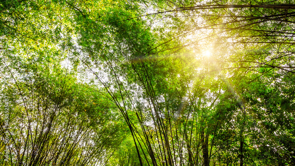 Fototapeta premium Asian bamboo forest with beautiful sunlight