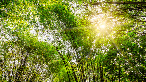 Asian bamboo forest with beautiful sunlight