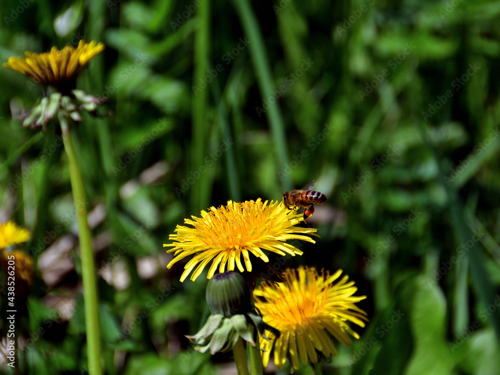 Close-up of a yellow dandelion on which a striped toiler bee is landing, in direct sunlight against a blurred background of green field grass. Close-up of a yellow dandelion on which a striped toiler bee is landing, in direct sunlight against a blurred background of green field grass.